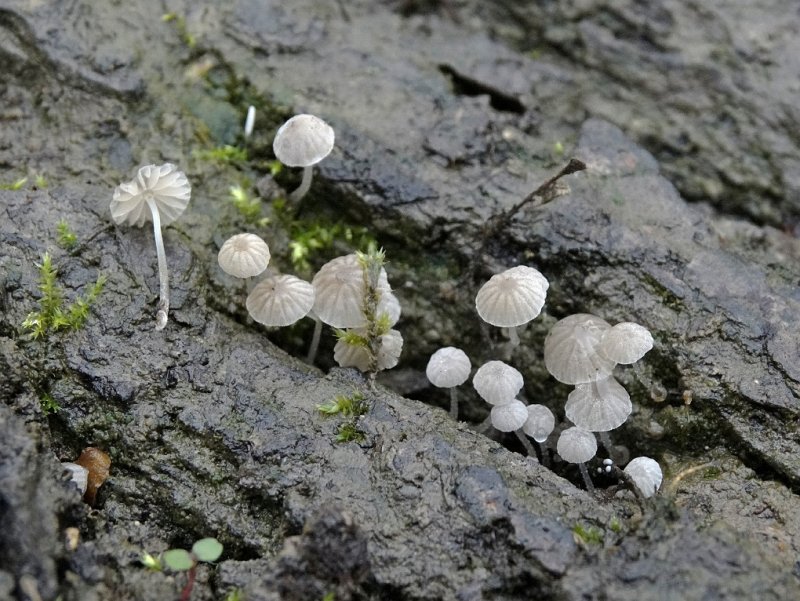 Suikermycena (Mycena adscendens)