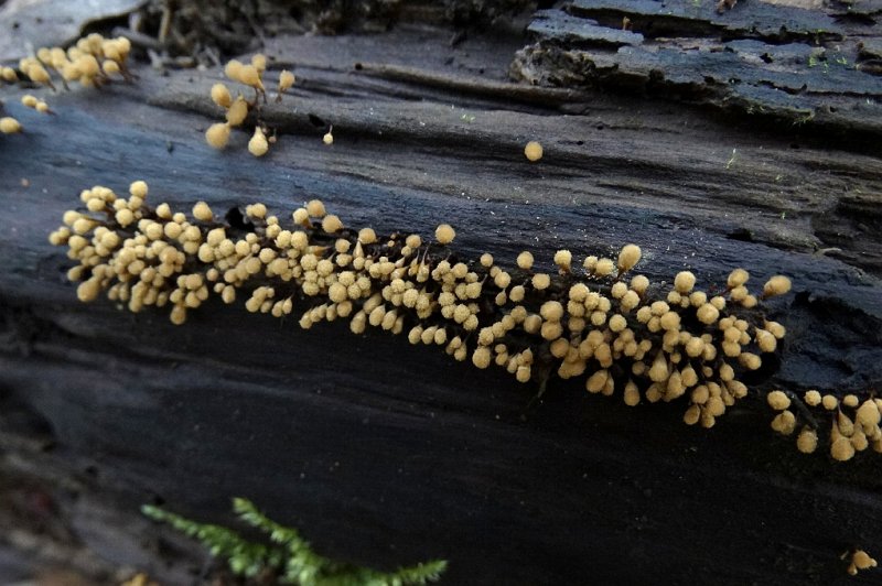 Peervormig draadwatje (Trichia decipiens)