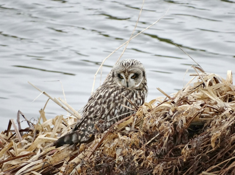 Velduil (Short-eared Owl)