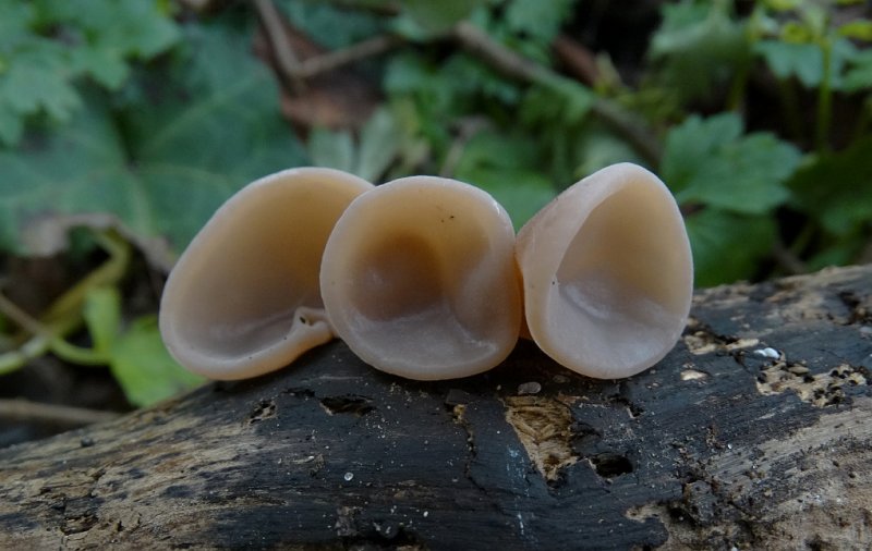 Echt Judasoor (Auricularia auricula-judae)
