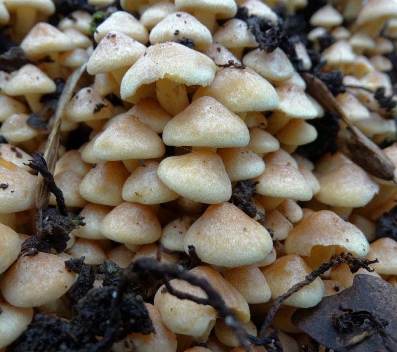 Gewone zwavelkop (Hypholoma fasciculare, synoniem: Psilocybe fascicularis )