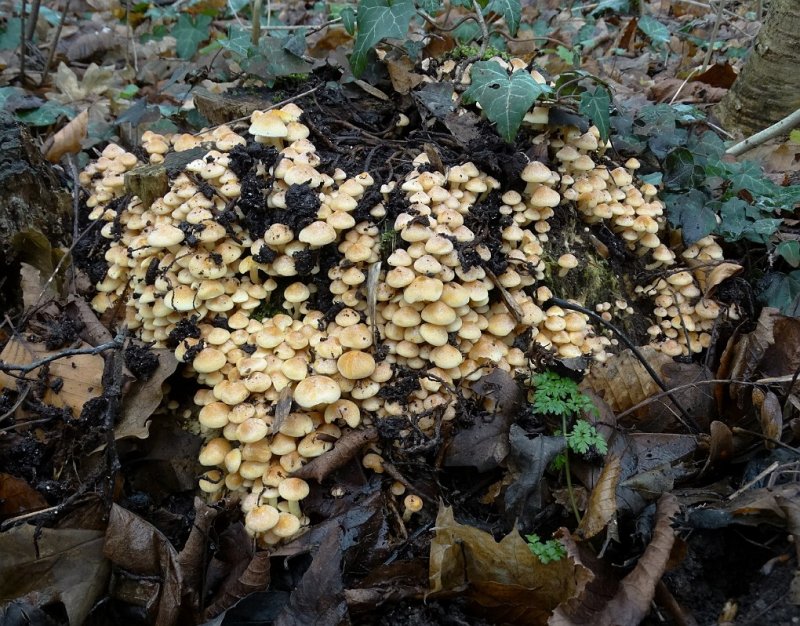 Gewone zwavelkop (Hypholoma fasciculare, synoniem: Psilocybe fascicularis )