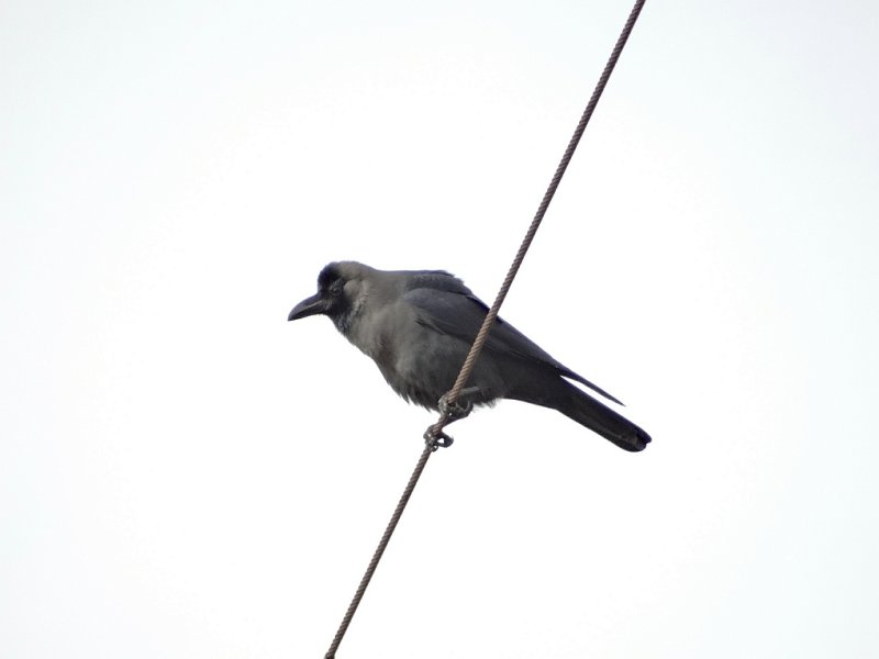 Huiskraai (House Crow)