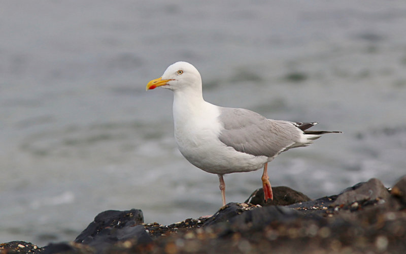 Zilvermeeuw (Herring Gull)