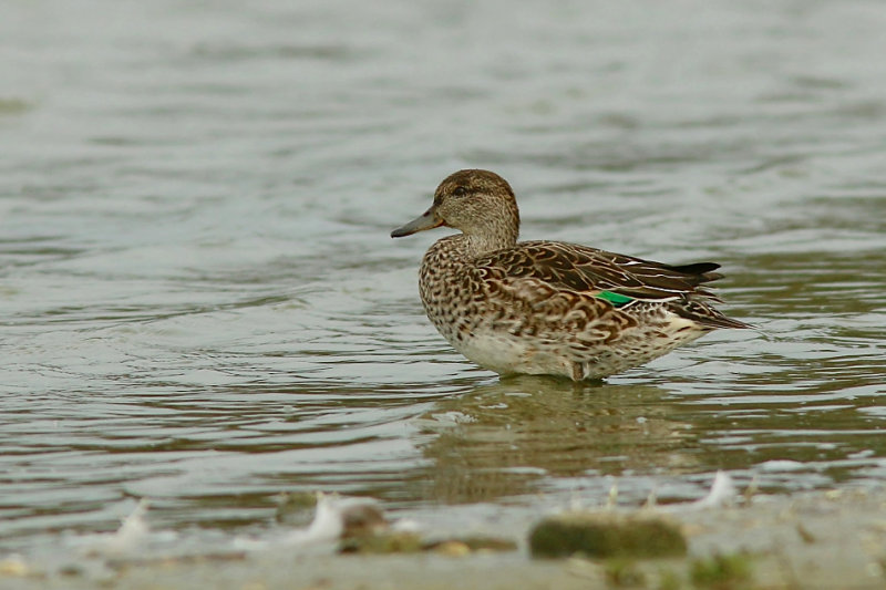 Wintertaling (Eurasian Teal)