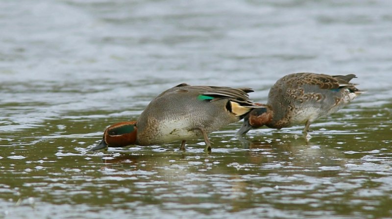 Wintertaling (Eurasian Teal)