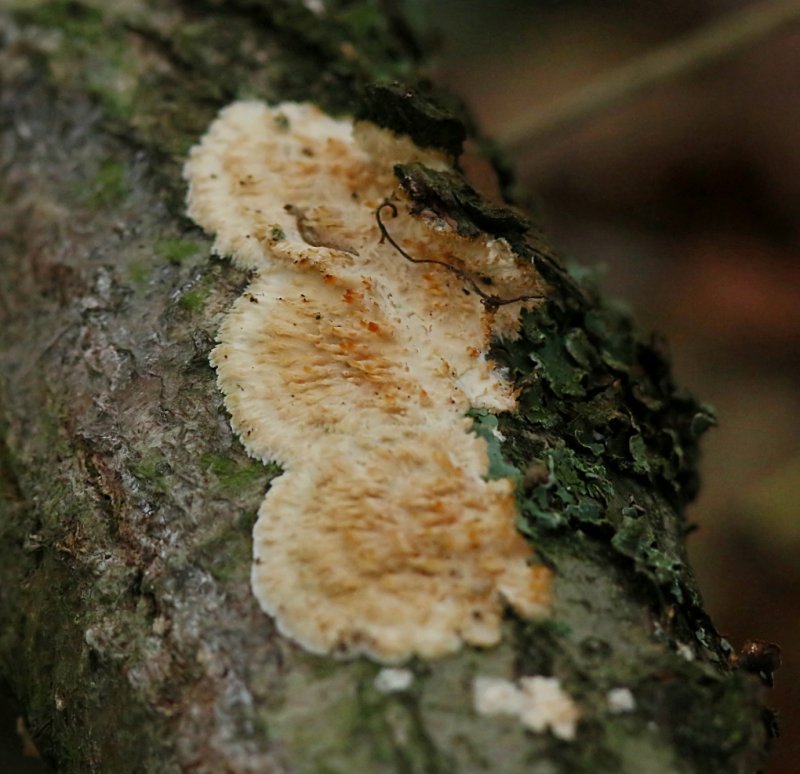 Oranje Aderzwam (Phlebia radiata)