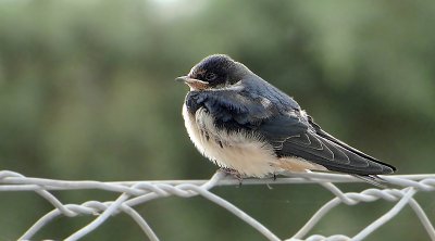 Boerenzwaluw (Barn Swallow)