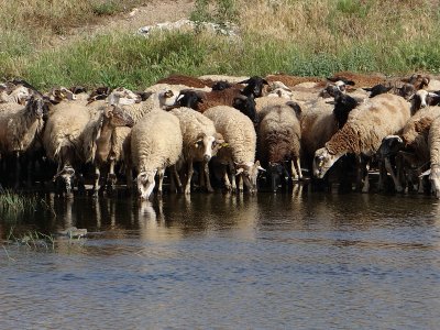 Flock of Sheep in Tsiknias River