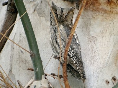 Dwergooruil (Eurasian Scops Owl)