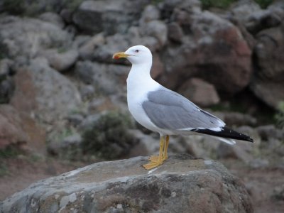 Geelpootmeeuw (Yellow-legged Gull)