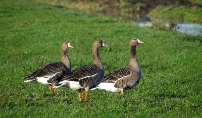 Kolgans (White-fronted Goose)