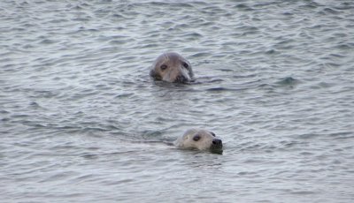 Grijze Zeehond (Grey Seal)