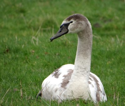 Knobbelzwaan (Mute Swan)