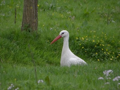 Ooievaar (White Stork)