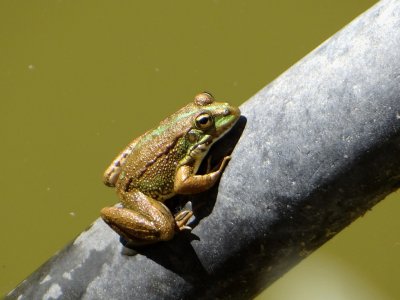Iberische Meerkikker (Perez's Frog)