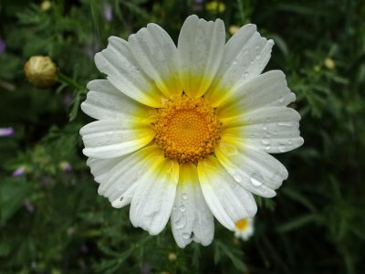 Gekroonde Ganzenbloem (Chrysanthemum coronarium)