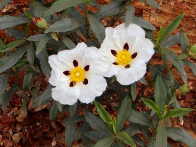 Cistus ladanifer subsp. ladanifer
