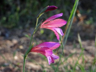 Italiaanse Zwaardlelie (Gladiolus italicus)