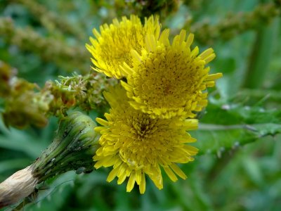 Gewone melkdistel (Sonchus oleraceus)