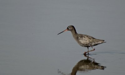 Zwarte Ruiter (Spotted Redshank)