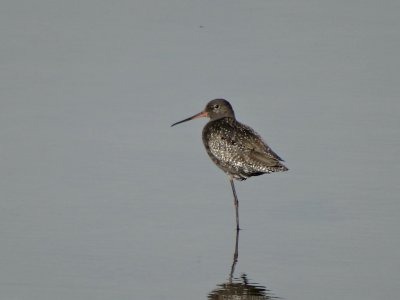 Zwarte Ruiter (Spotted Redshank)