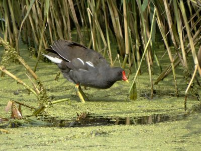 Waterhoen (Common Moorhen)