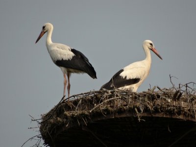 Ooievaar (White Stork)