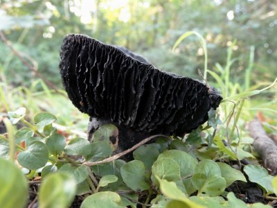 Grofplaatrussula (Russula nigricans)