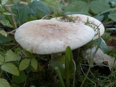 Parelamaniet (Amanita rubescens)