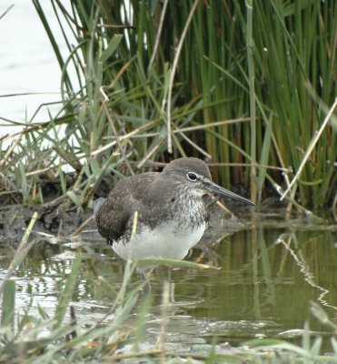 Witgat (Green Sandpiper)