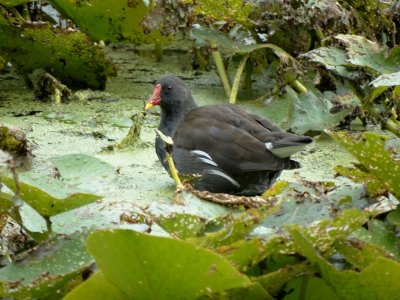 Waterhoen (Common Moorhen)