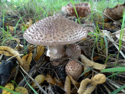 Parelamaniet (Amanita rubescens)