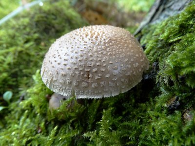 Parelamaniet (Amanita rubescens)