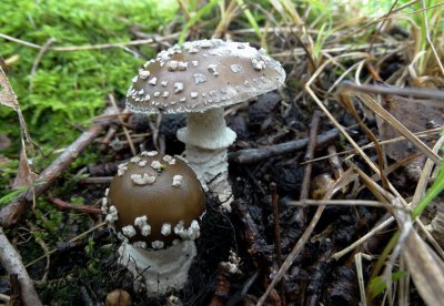 Panteramaniet (Amanita pantherina)