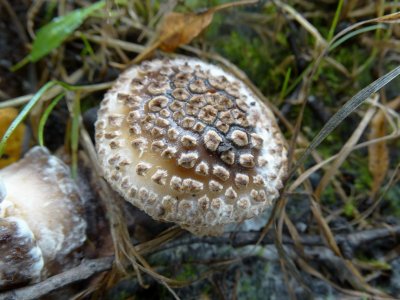 Parelamaniet (Amanita rubescens)