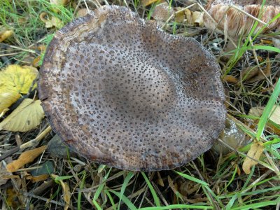 Parelamaniet (Amanita rubescens)