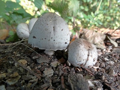 Grote Kale Inktzwam (Coprinopsis atramentaria)