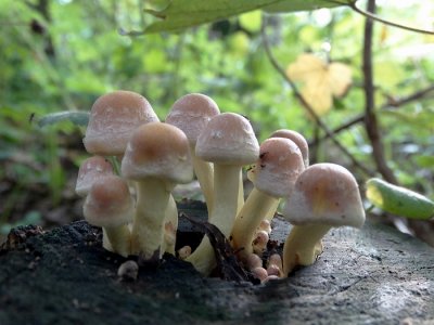 Gewone zwavelkop (Hypholoma fasciculare, synoniem: Psilocybe fascicularis )