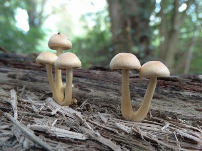 Gewone zwavelkop (Hypholoma fasciculare, synoniem: Psilocybe fascicularis )