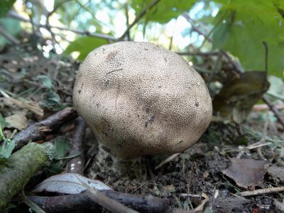 Wortelende Aardappelbovist (Scleroderma vertucosum)