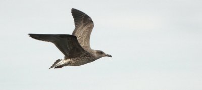 Kleine Mantelmeeuw (Lesser Black-backed Gull)