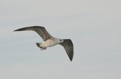 Kleine Mantelmeeuw (Lesser Black-backed Gull)