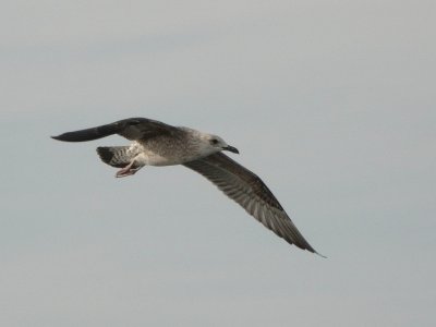 Kleine Mantelmeeuw (Lesser Black-backed Gull)