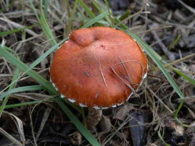 Oranjerode Stropharia (Stropharia aurantiaca)
