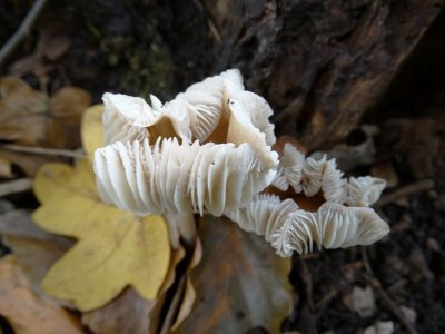 Helmmycena (Mycena galericulata)