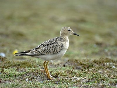 Blonde Ruiter (Buff-breasted Sandpiper)