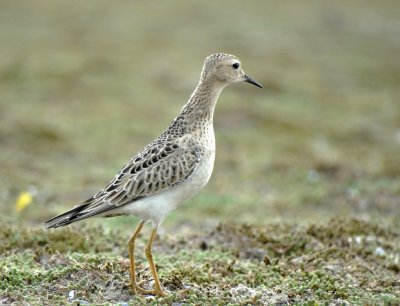 Blonde Ruiter (Buff-breasted Sandpiper)