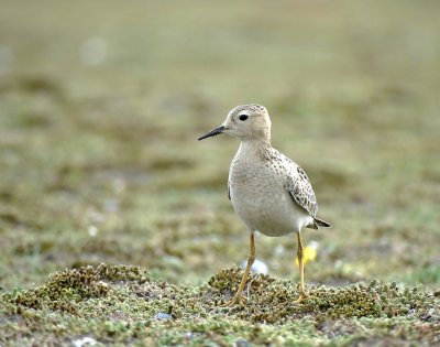 Blonde Ruiter (Buff-breasted Sandpiper)