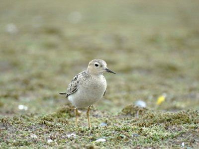 Blonde Ruiter (Buff-breasted Sandpiper)